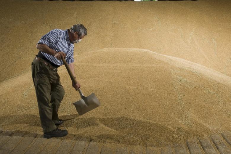 Закупки зерна в госфонд впервые оказались ниже 1 000 тонн